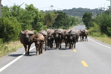 Herd of water buffalo walking on asphalt road