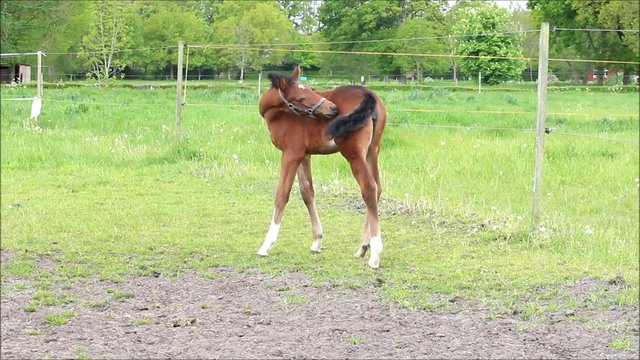 braunes Fohlen Stutfohlen allein auf der Wiese im Fr&uuml;hling 
