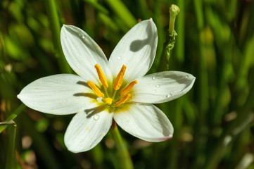 White Zephyranthes flower