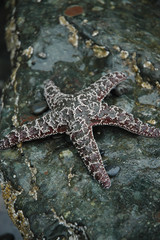 Starfish on a Rock