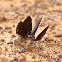 Common Indian Crow butterfly (Euploea core Lucus)
