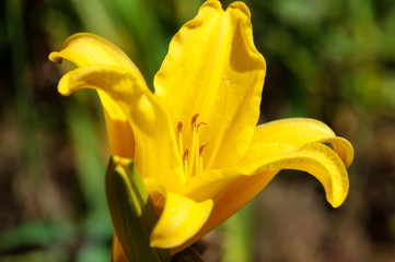 Yellow daylily