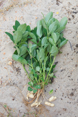 whole peanut plant on sandy soil background in farm