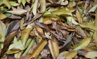 lots of leaves as background