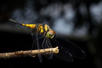 Close-up Dragonfly yellow and black