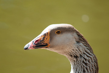 Duck Profile