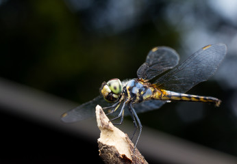 Close-up Dragonfly yellow and black