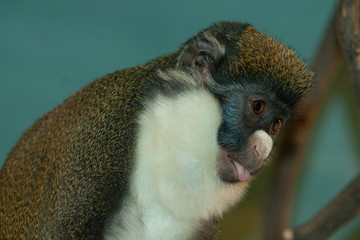 Lesser Spot-nosed Guenon