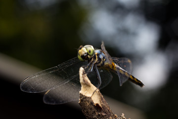 Close-up Dragonfly yellow and black