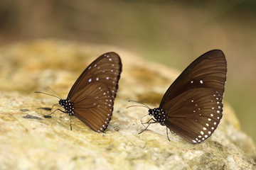 Common Indian Crow butterfly (Euploea core Lucus)