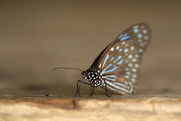 Obraz na płótnie Canvas Dark Blue Tiger (Tirumala septentrionis)