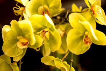 Obraz na płótnie Canvas yellow orchids