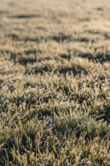 frosty grass