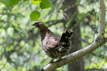 Spruce grouse or Canada grouse (Falcipennis falcipennis ). Far East Russian  ridge Miao Chan.