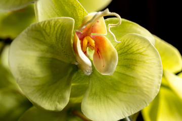 beautiful yellow orchids - 86979960