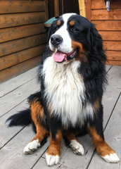 Friendly Alaskan Doggie