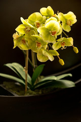 Naklejka na ściany i meble beautiful yellow orchids