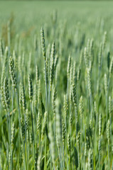 Green wheat field vertical view background