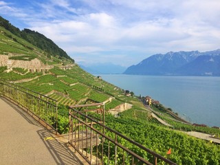 Famous vineyards on the slopes of Geneva Lake
