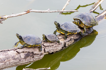 Fototapeta premium Freshwater turtles