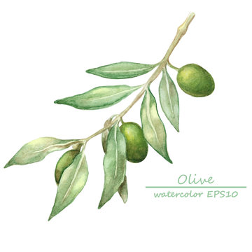watercolor olive branch card.