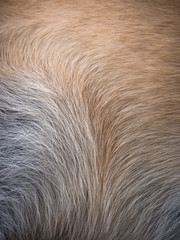 dog fur background (15)