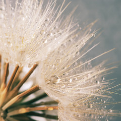 Close-up of dandelion with drops © Svetlana Lukienko