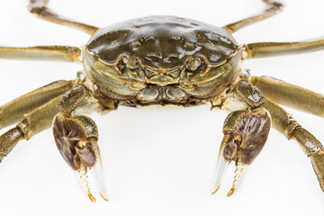 freshwater crab closeup