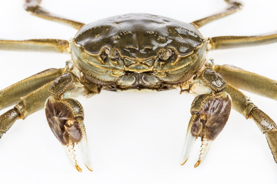 Freshwater Crab Closeup