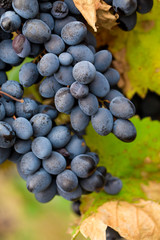 Large bunch of red wine grapes.