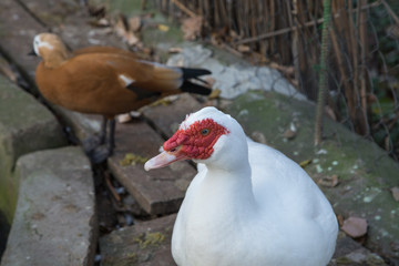 White and brown wild ducks.