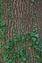 Ivy on Tree. Close up Texture.