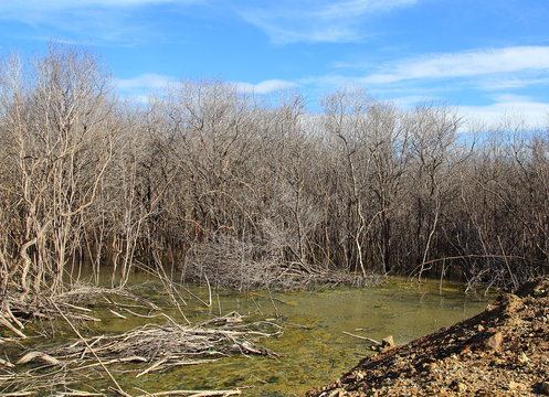 The mangrove forest degradation