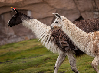 Due lama glama che corrono su un tappeto d'erba e con uno sfondo di rocce rosse