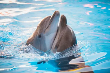 Fotobehang Dolfijn paar dolfijnen dansen in het water