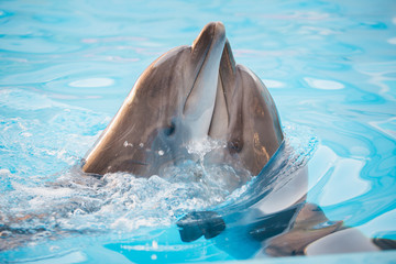 Fototapeta premium pair of dolphins dancing in water