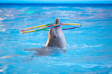 jonge dolfijn speelt in het blauwe water met een hoepel