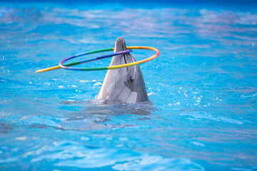 young dolphin playing in the blue water with a hoop