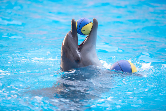dolphin playing with a yellow ball in the blue water