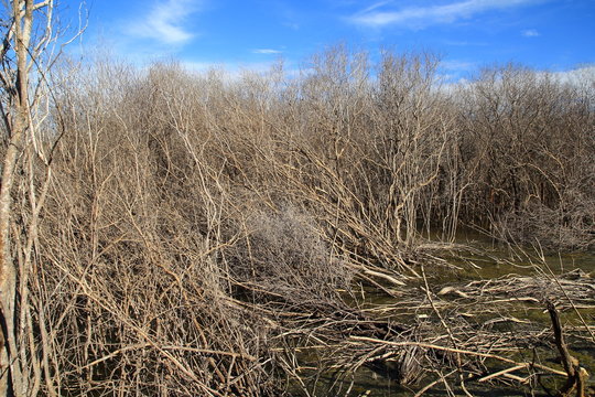The mangrove forest degradation