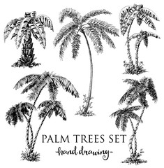 Obraz premium Detailed palm trees set