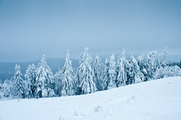 Firs in snow, Winter Landscape