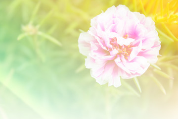 A flower background blur