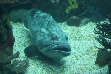 Obraz premium Großer Fisch