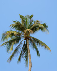 Fototapeta na wymiar coconut tree on blue sky background