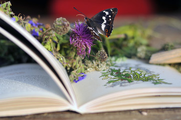 Book on wooden table with flowers, butterfly in the  village