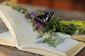 Book on wooden table with flowers, butterfly in the  village