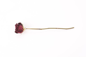 Obraz premium dry red rose