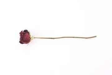 Photo sur Plexiglas Roses dry red rose