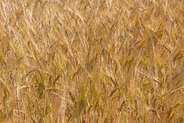 Tableau de champ abstrait